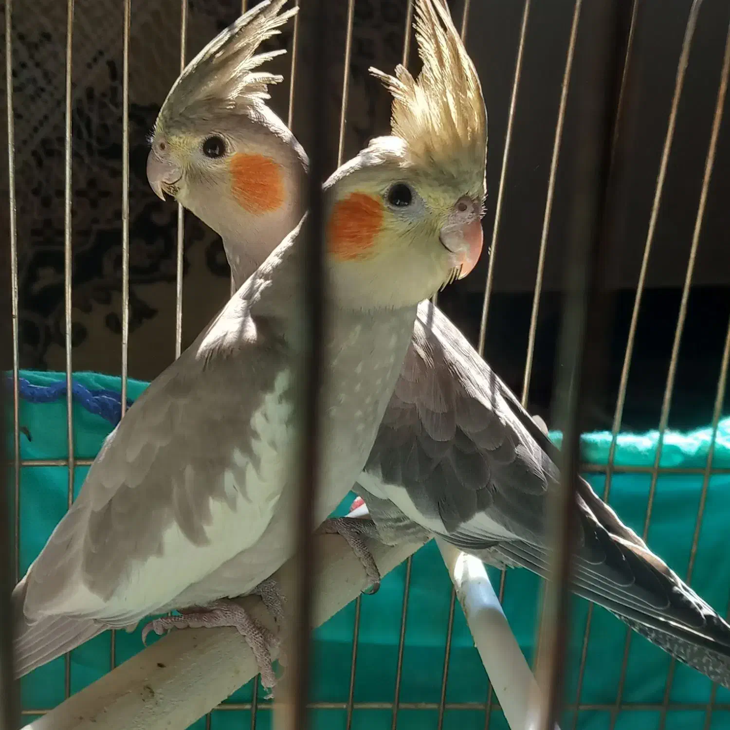 عروس هلندی|پرنده|شازند, |دیوار