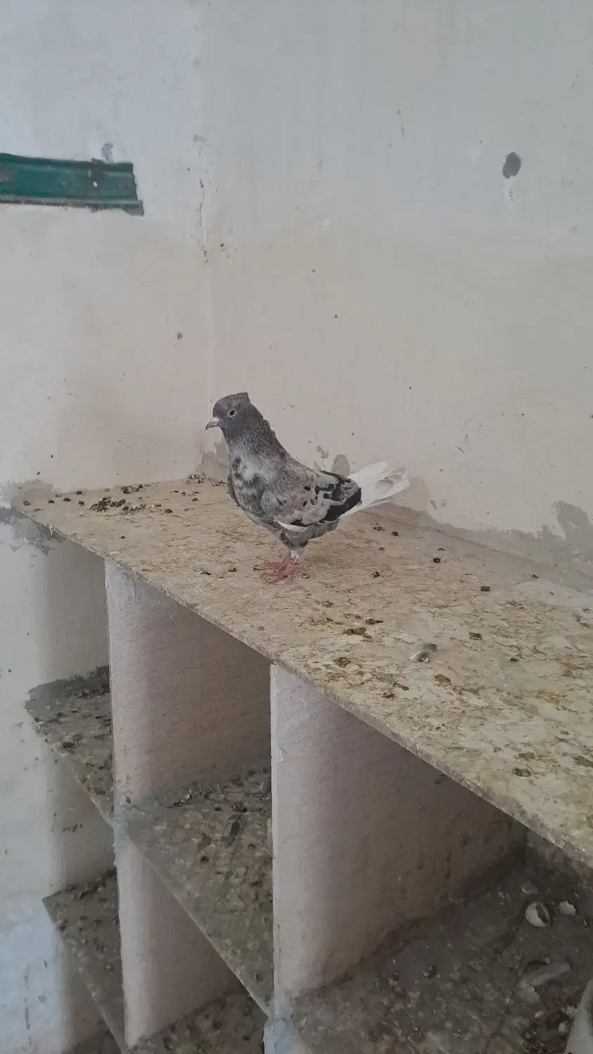 کبوتر|پرنده|رامشیر, |دیوار