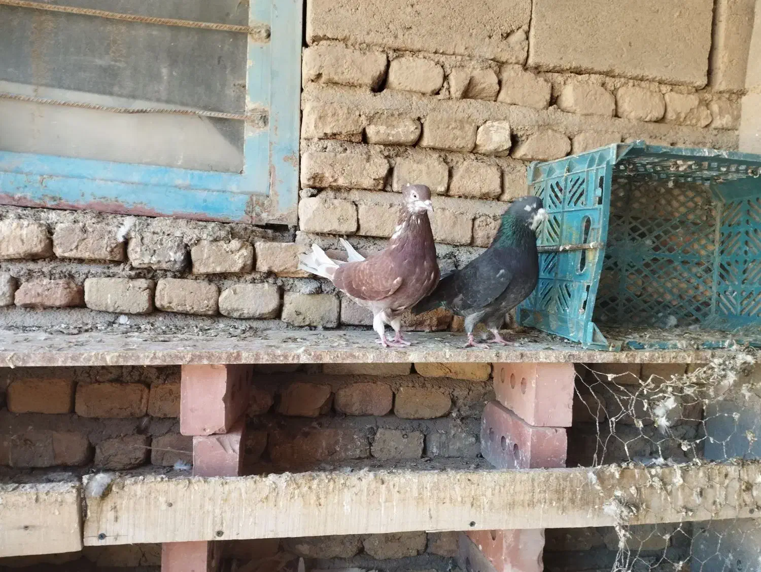 کفتر پرشی عالی درجه یک|پرنده|بکتاش, |دیوار