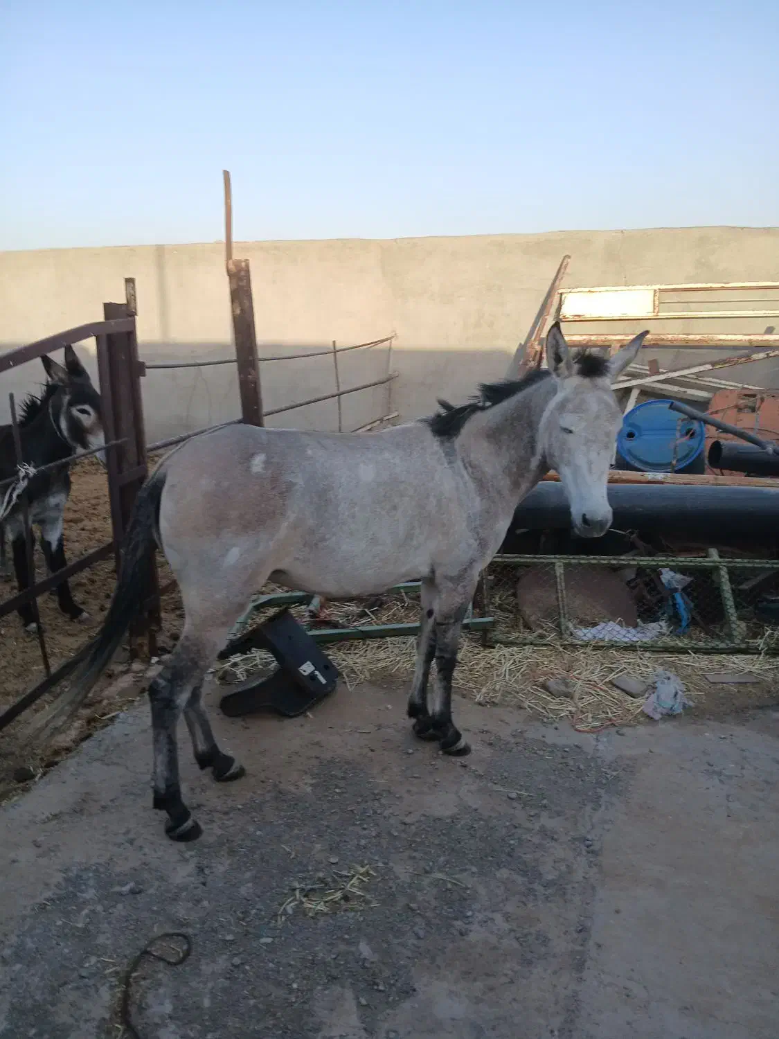 قاطر|حیوانات مزرعه|جعفرآباد, |دیوار