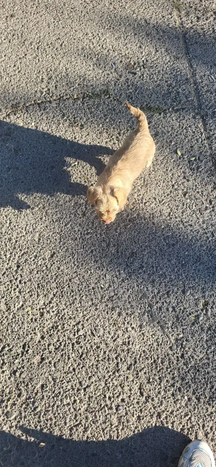 واگذاری شیترو و اسپیتز|سگ|تبریز, |دیوار