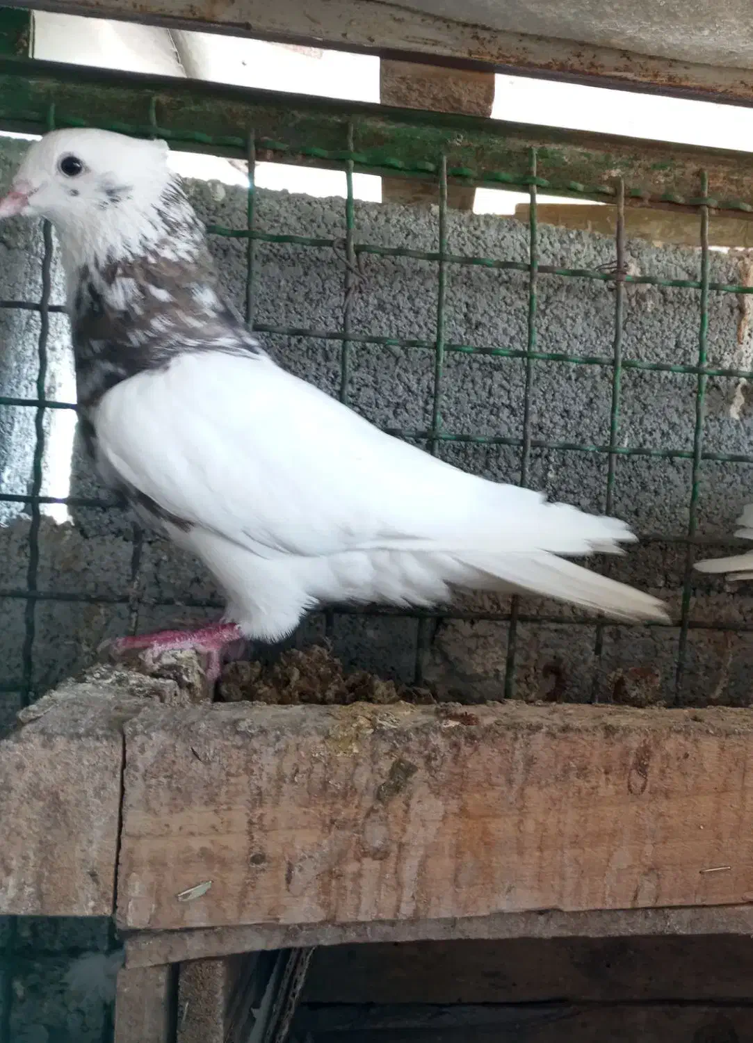 کبوتر طوقی|پرنده|گله دار, |دیوار