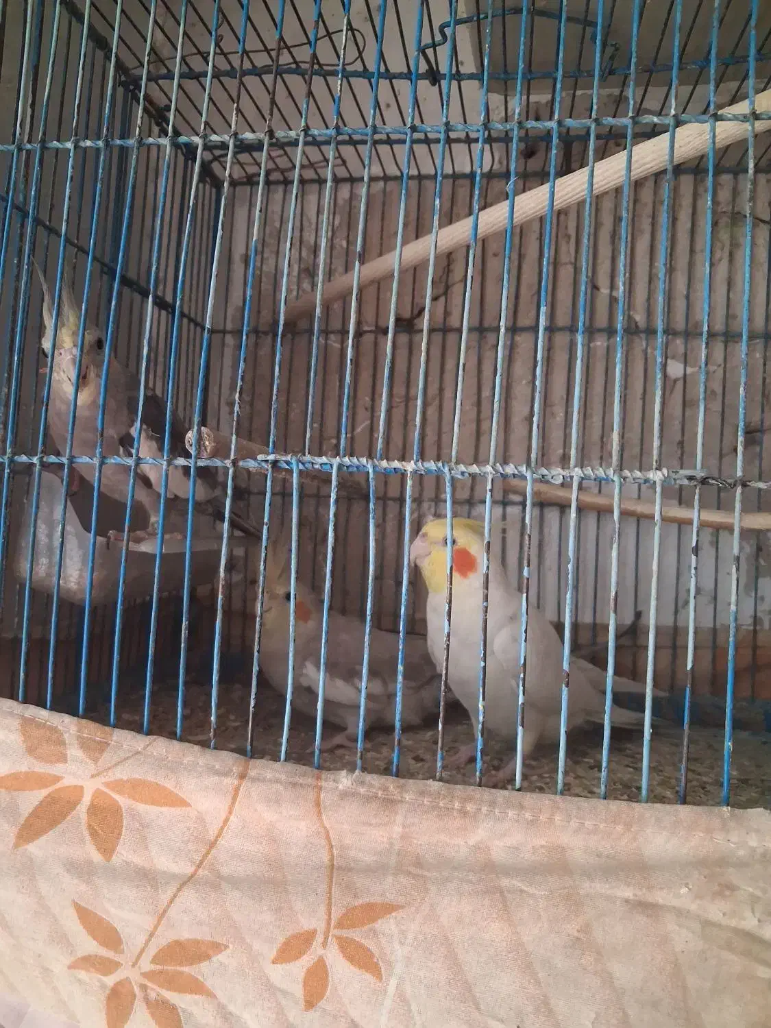 ۳ عدد عروس هلندی سخنگو|پرنده|اسلامشهر, شهرک توحید|دیوار