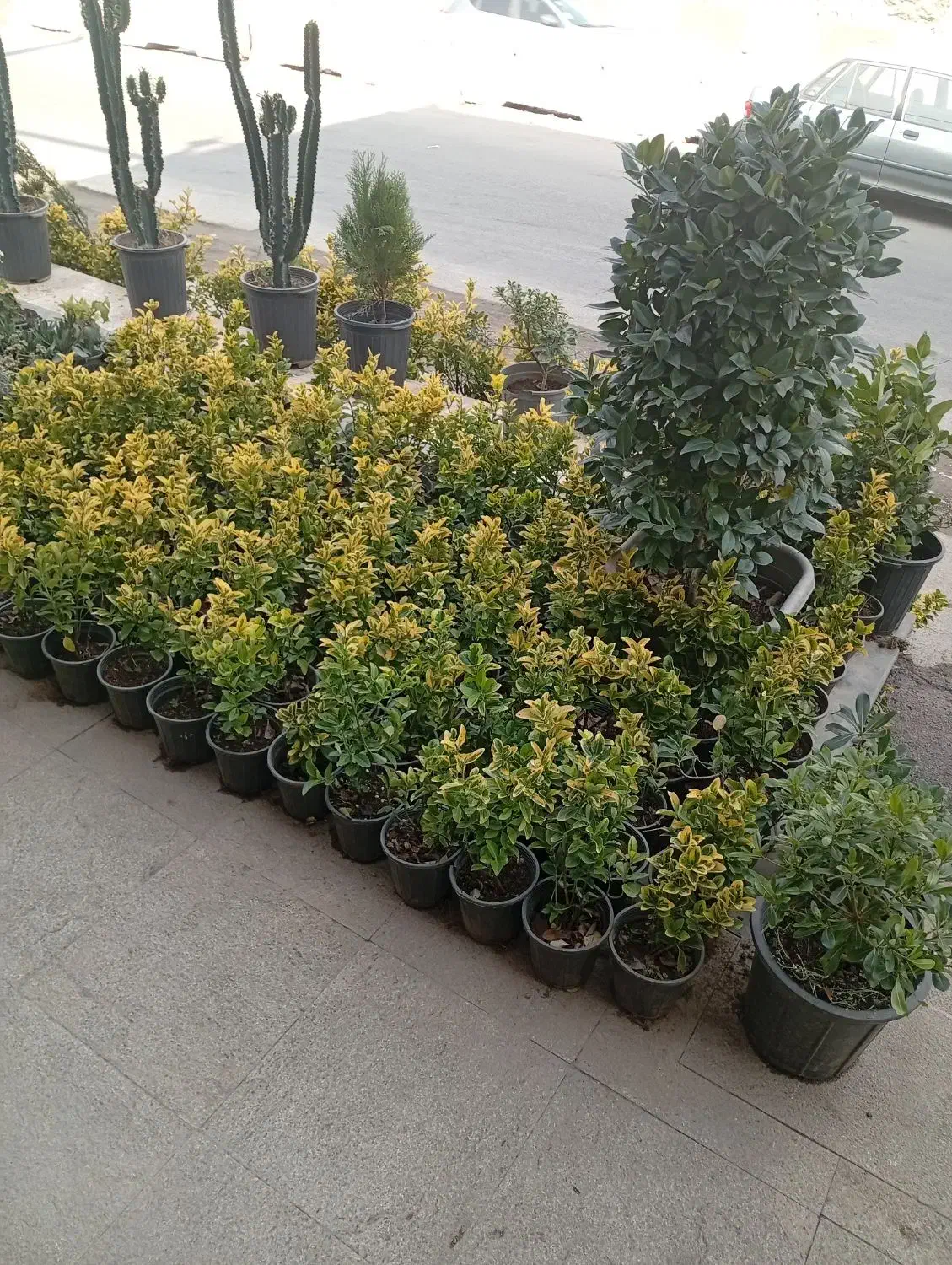 شمشاد طلایی سطل ۴|خدمات باغبانی و درختکاری|بومهن, |دیوار