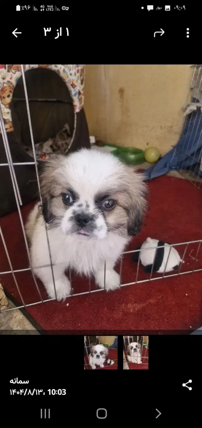 سگ تیبتی استامیل|سگ|پاکدشت, شهرک امام رضا|دیوار