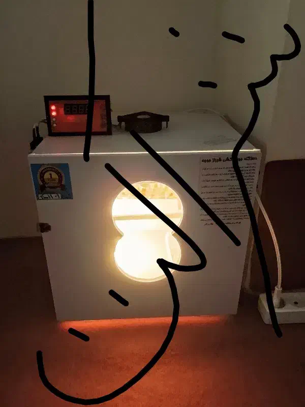 تخم طوطی سانان|خدمات پیشه و مهارت|بیلوار, |دیوار