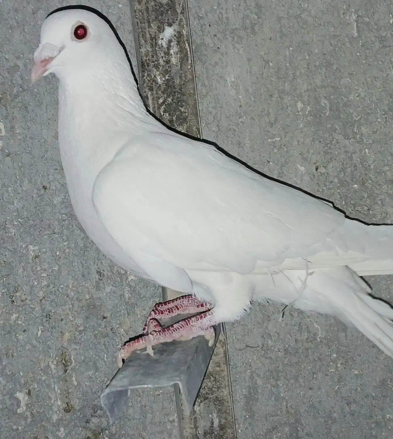 سفید المانی نر به شرط شب بازی|پرنده|زرین دشت (فارس), |دیوار