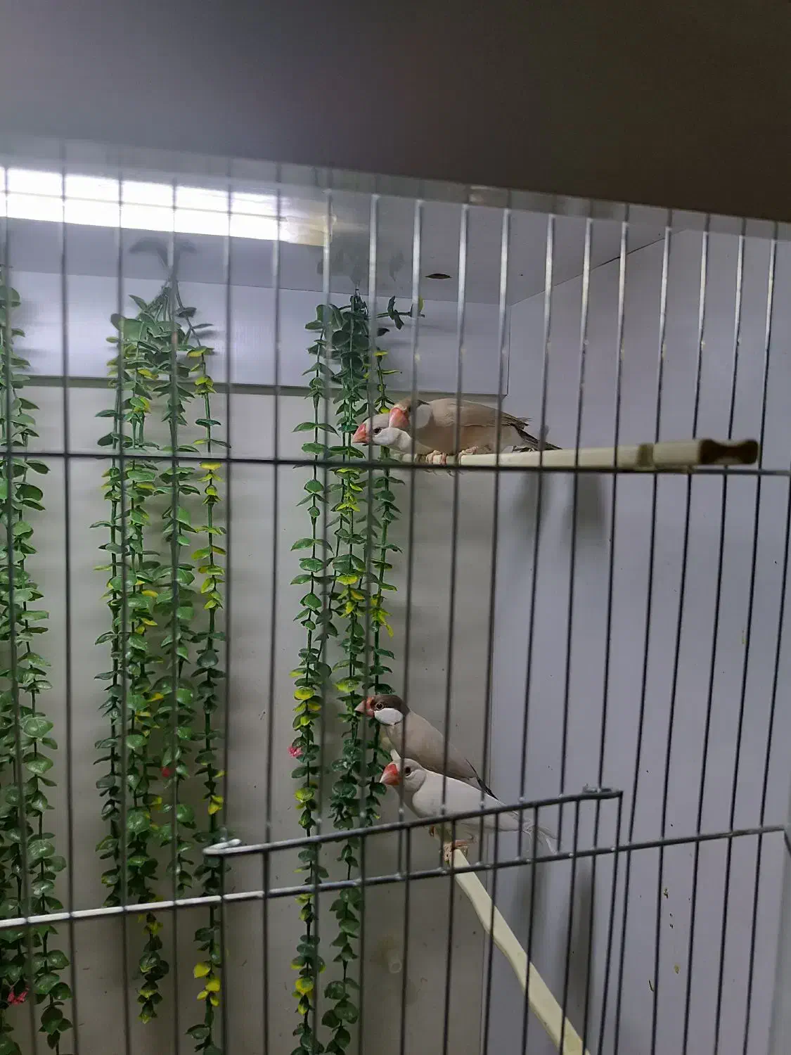 فنچ نرگسی|پرنده|کرج, شهرک جهان‌نما|دیوار