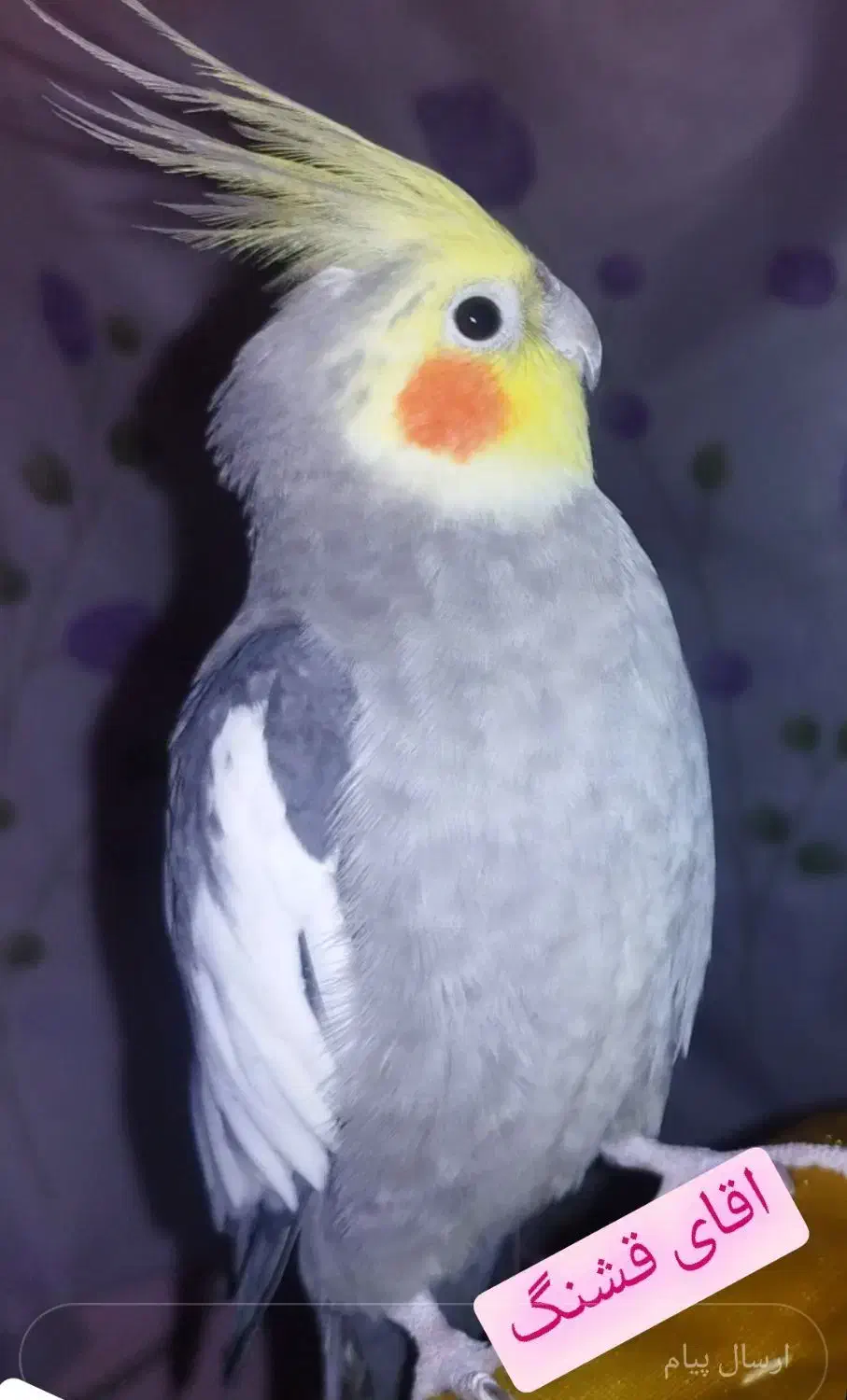 پرواز کرد|حیوانات|آبادان, |دیوار