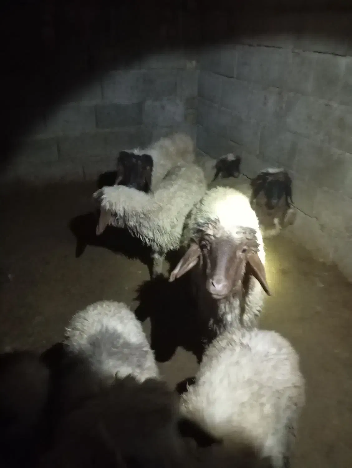 بره نر آماده پروار|حیوانات مزرعه|چوار, |دیوار