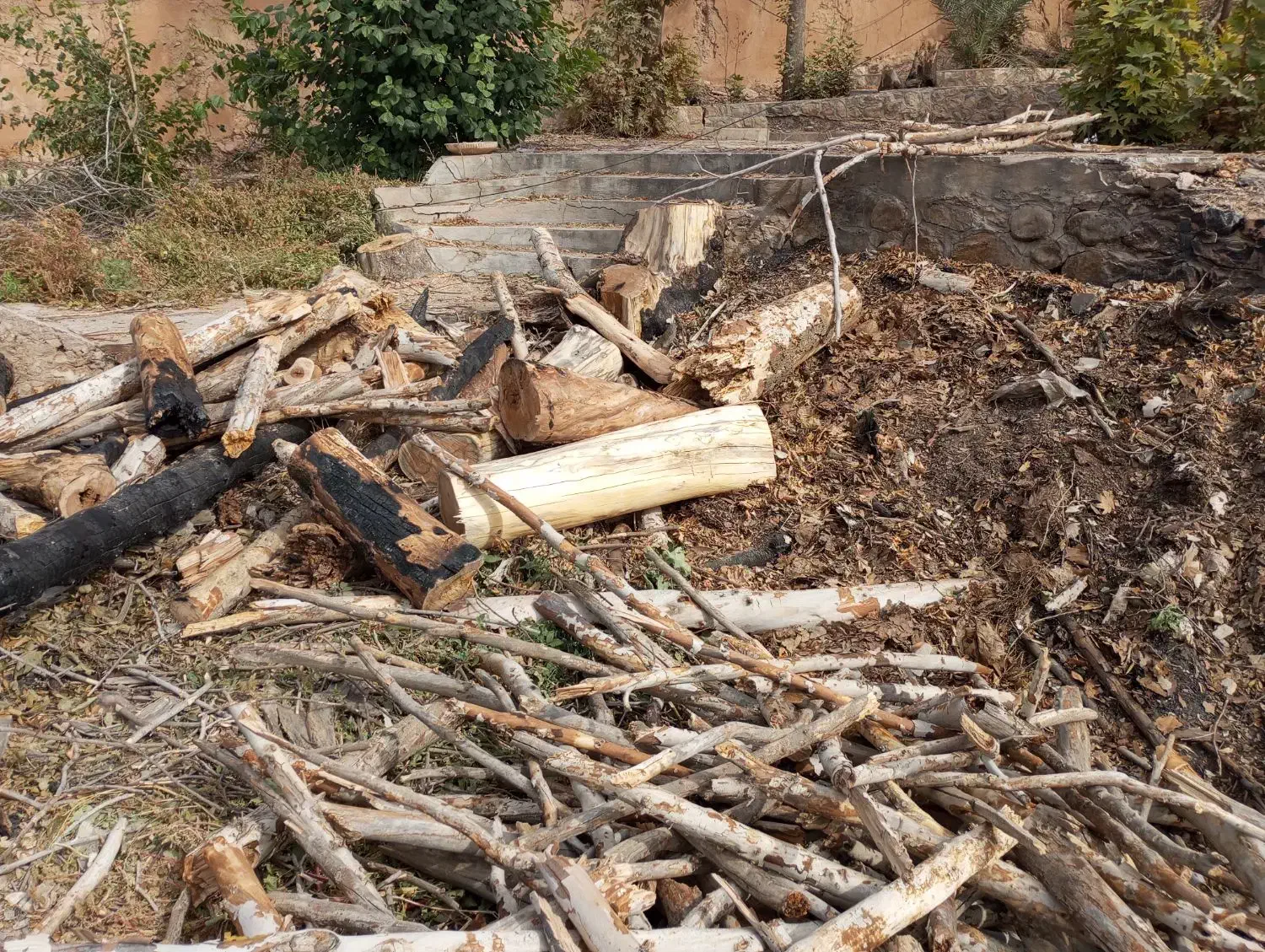 چوب زغالی|خدمات باغبانی و درختکاری|شیراز, میرزاکوچک خان|دیوار