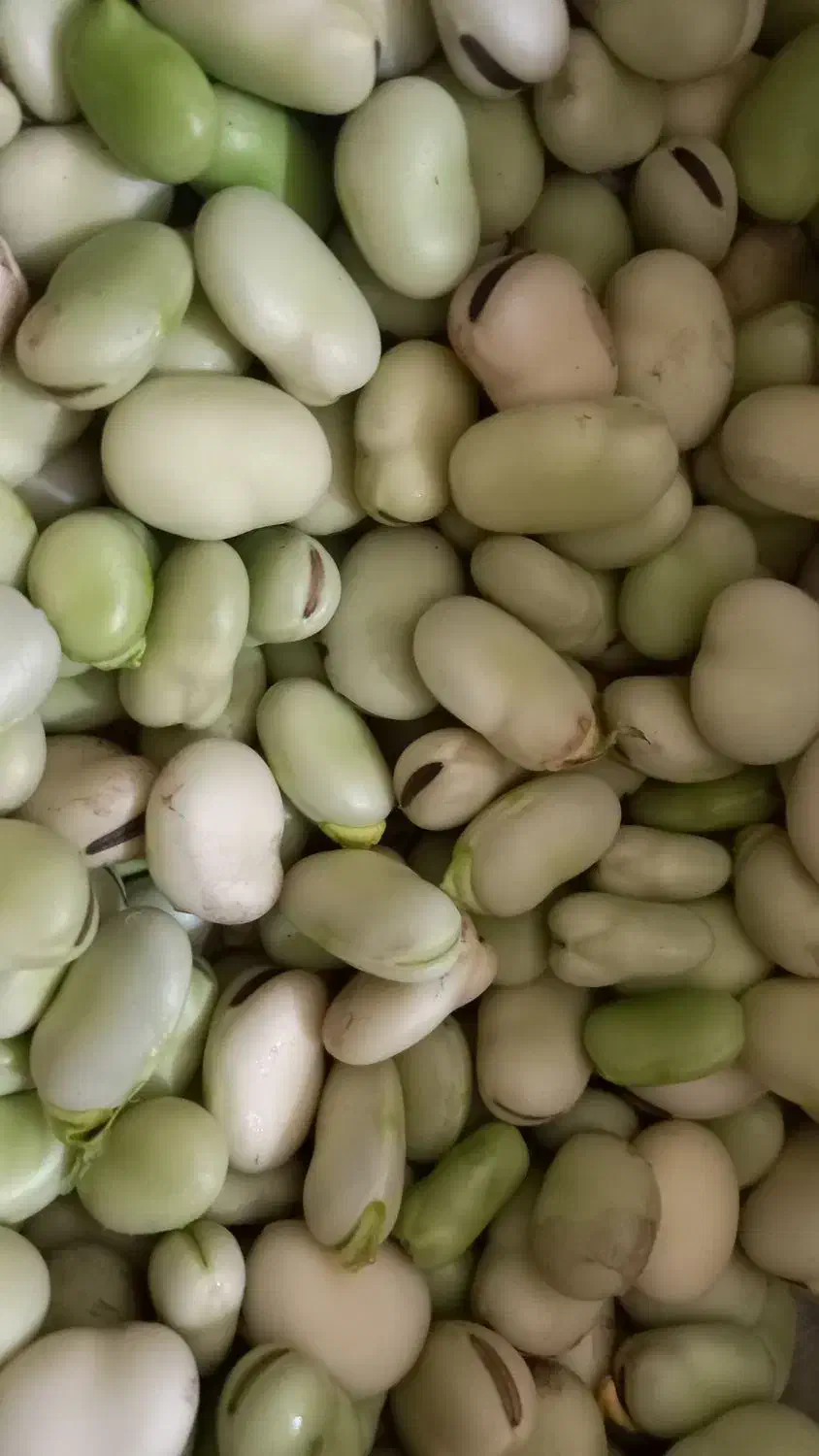 باقله گرمک|خوردنی و آشامیدنی|شیراز, زرگری|دیوار