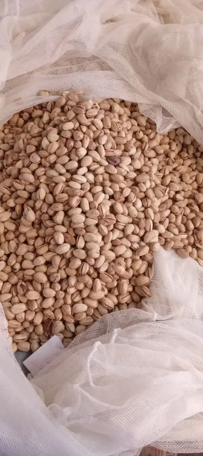 پسته|خوردنی و آشامیدنی|بمپور, |دیوار