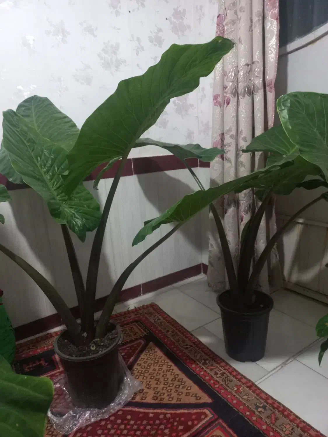 گل بابا آدم|گل و گیاه طبیعی|اردبیل, |دیوار