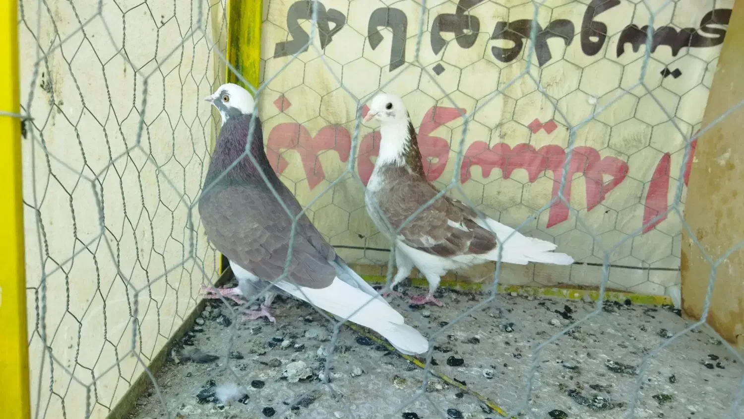 کبوتر پرشی|پرنده|نقده, |دیوار