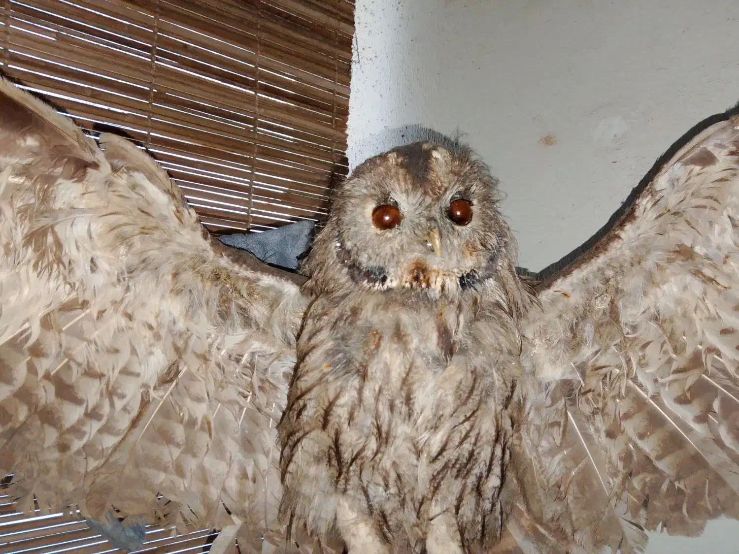 جغد خشک شده|مجسمه، تندیس، ماکت|گرگان, |دیوار