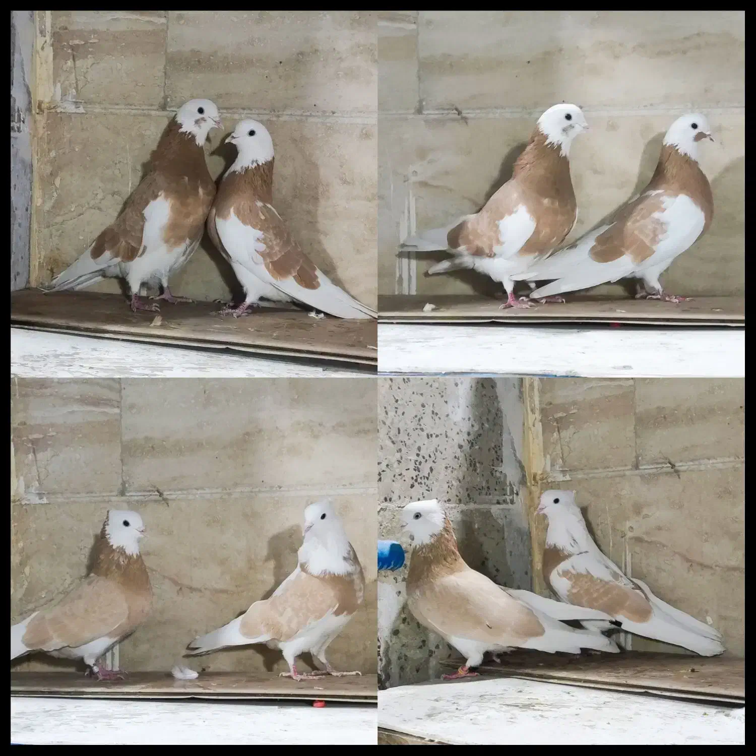 کفتر کبوتر شازده زرد اصیل تهران دماغ برداشته۲۰طوق|پرنده|تهران, دولاب|دیوار