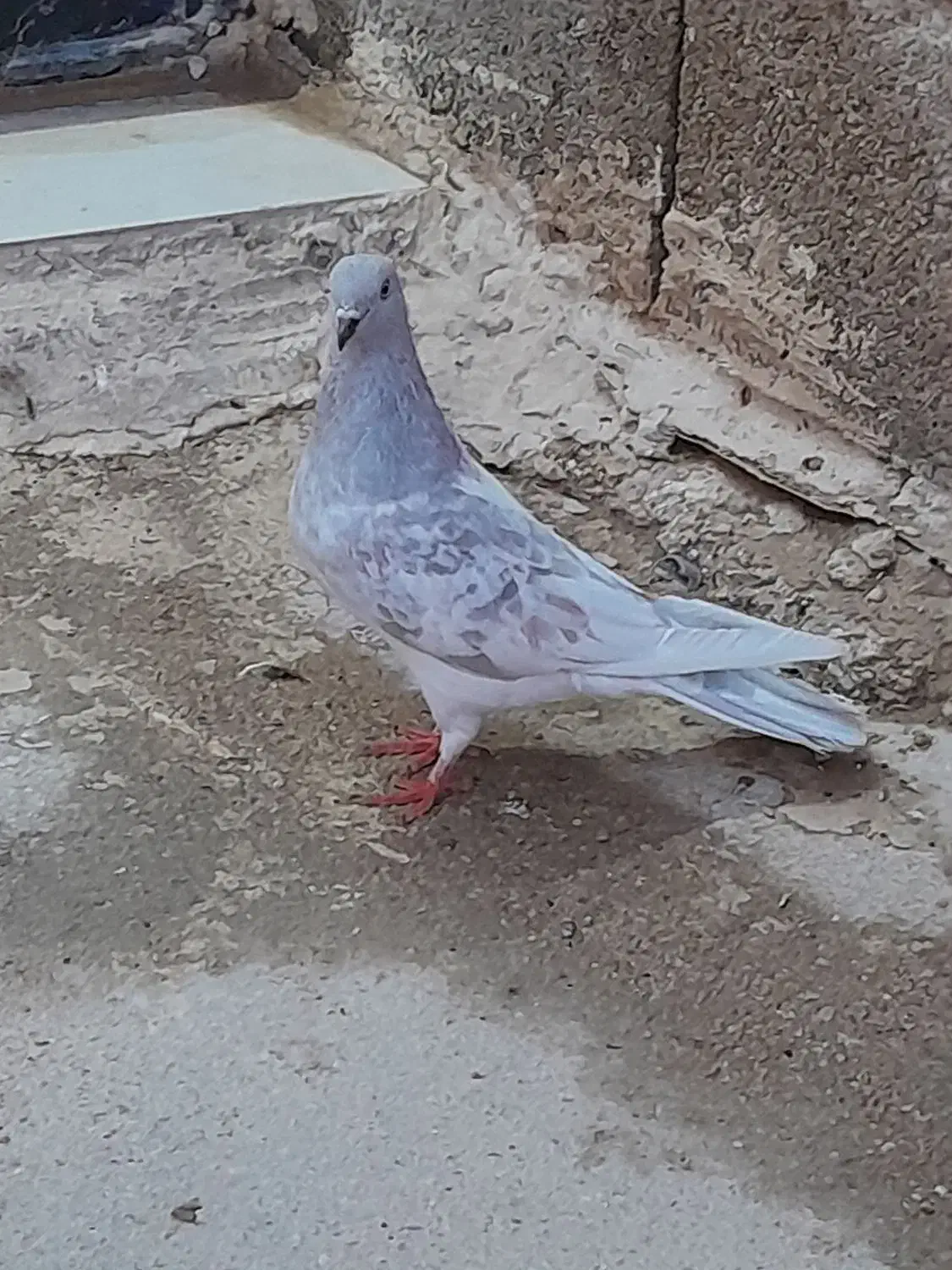 کله نقره ای|پرنده|چمران, |دیوار