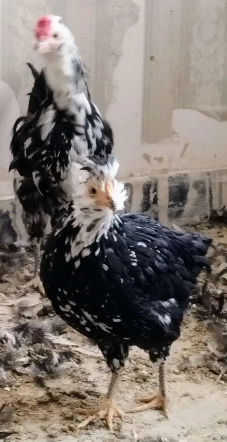 تعداد5عدد نیمچه گلین|حیوانات مزرعه|کرج, کوی کارمندان شمالی|دیوار