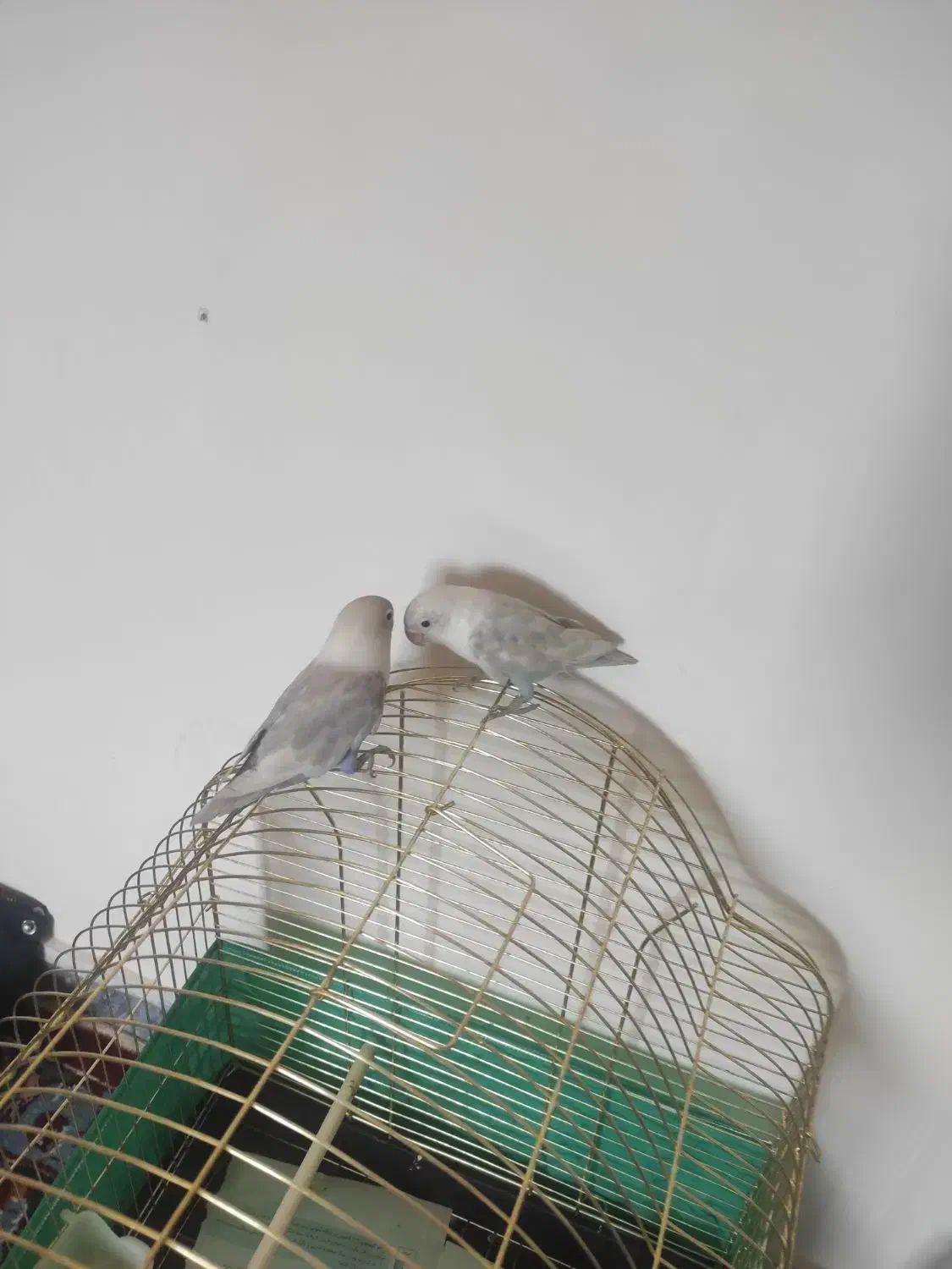 طوطی کتوله|پرنده|زرند, |دیوار