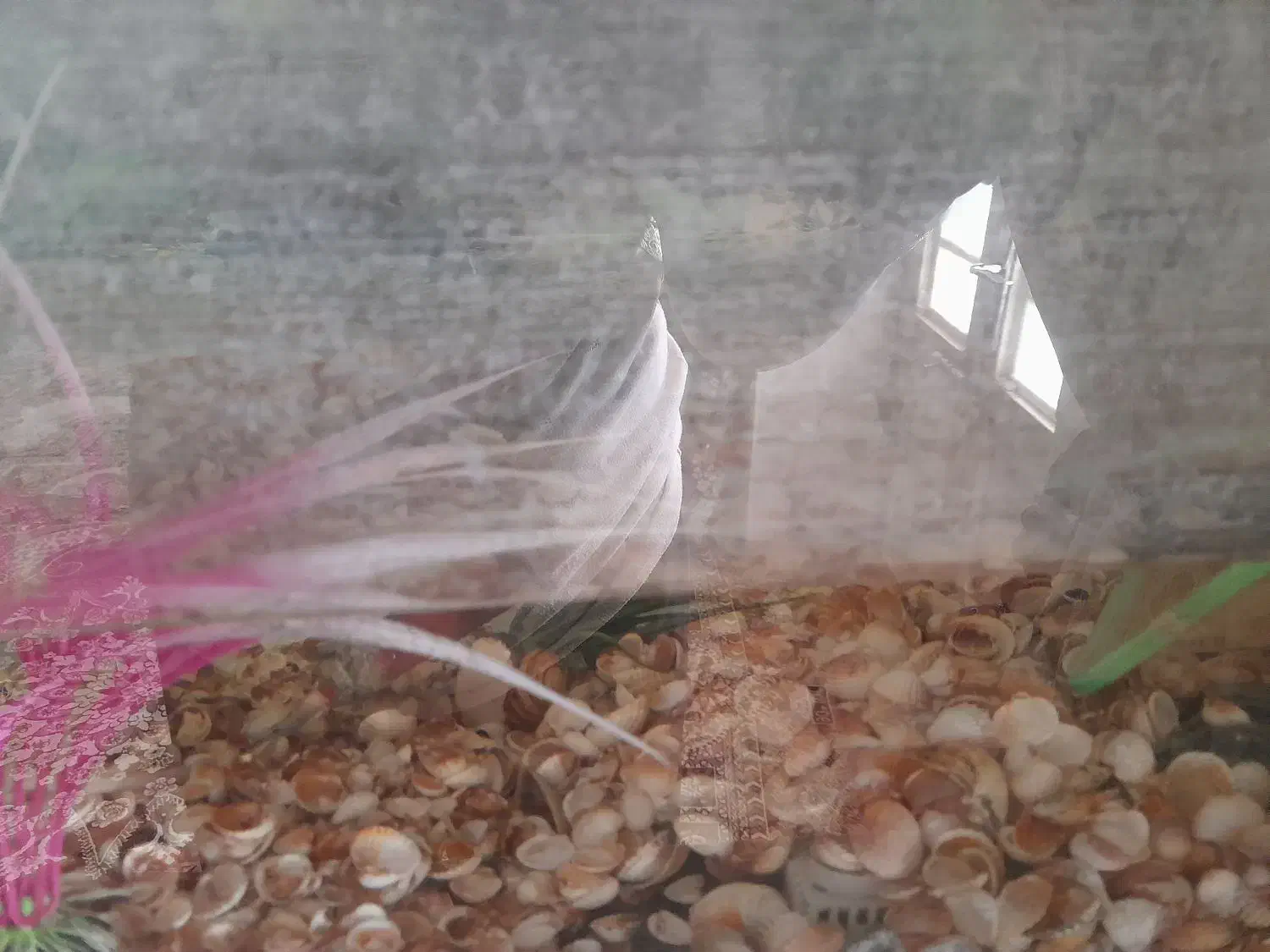 وکناره ۵متر واکواریوم سالم وتمیز|مبلمان خانگی و میز عسلی|تربتحیدریه, بالا ولایت|دیوار