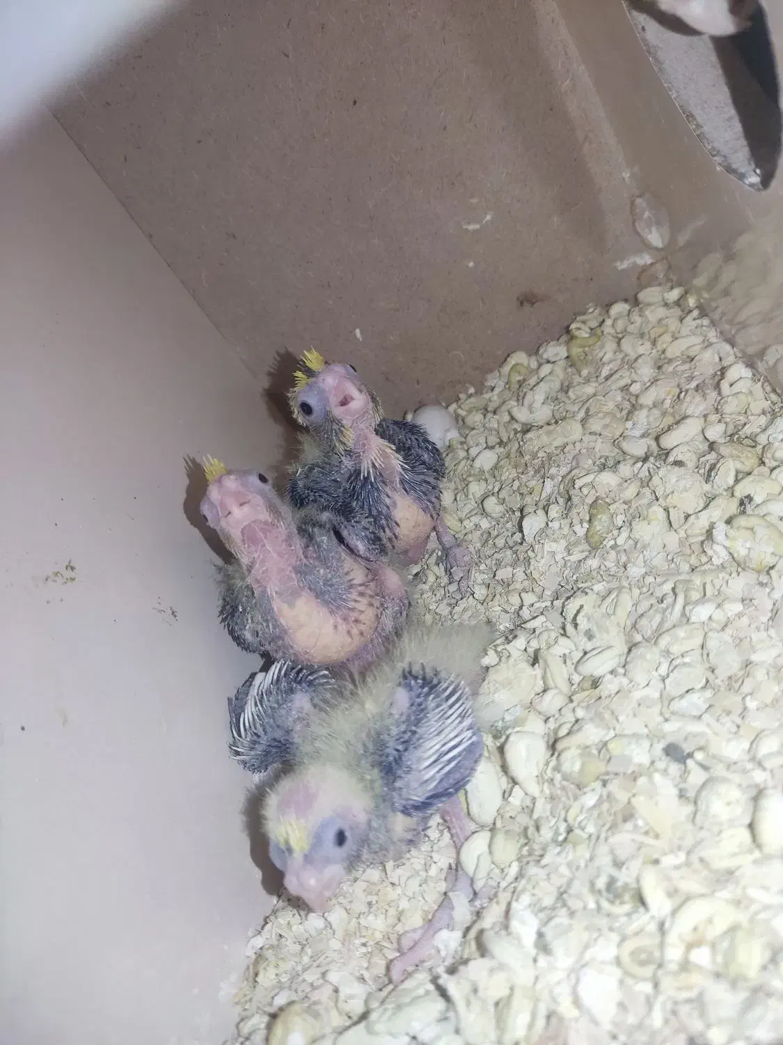 جوجه عروس هلندی|پرنده|اشنویه, |دیوار