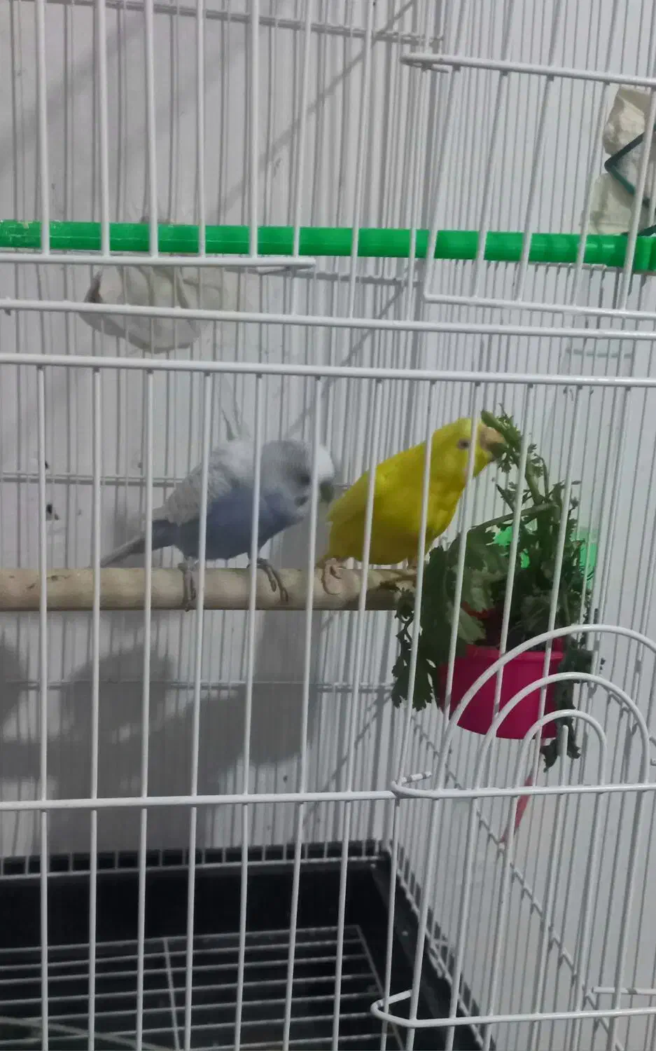 پرنده مرغ عشق|پرنده|خلخال, |دیوار