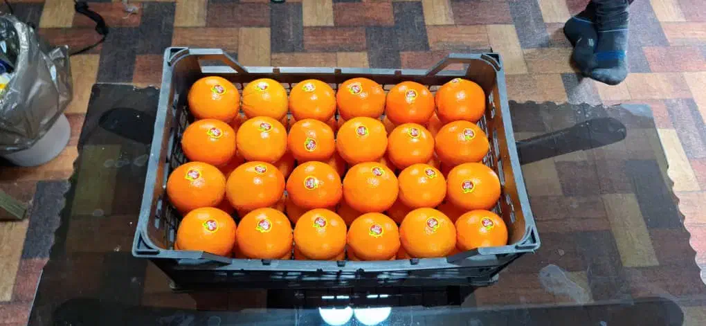 فروش پرتغال لوکس صادراتی و داخلی|حراج|سورک, |دیوار