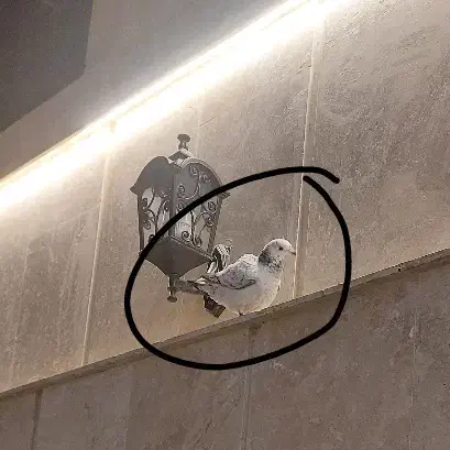 کفتر گم شده|حیوانات|مشهد, شهید بهشتی|دیوار