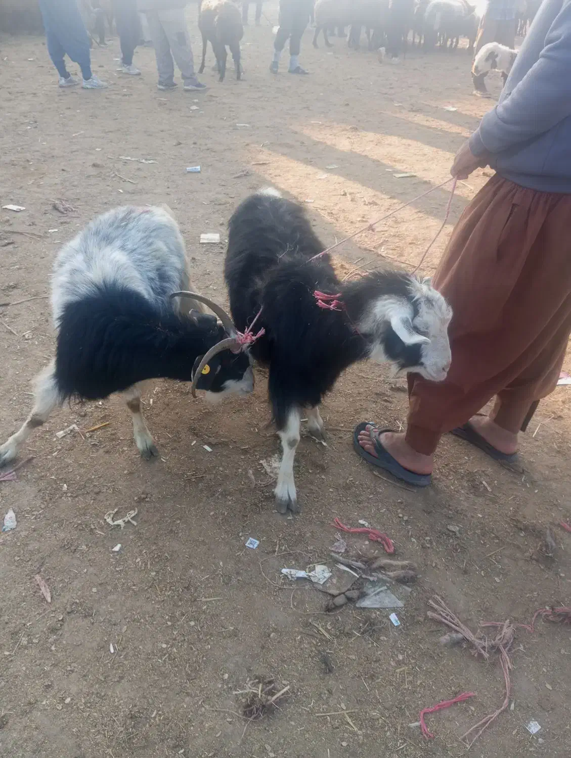 دوتا ماده بز چاق|حیوانات مزرعه|گنبد کاووس, |دیوار