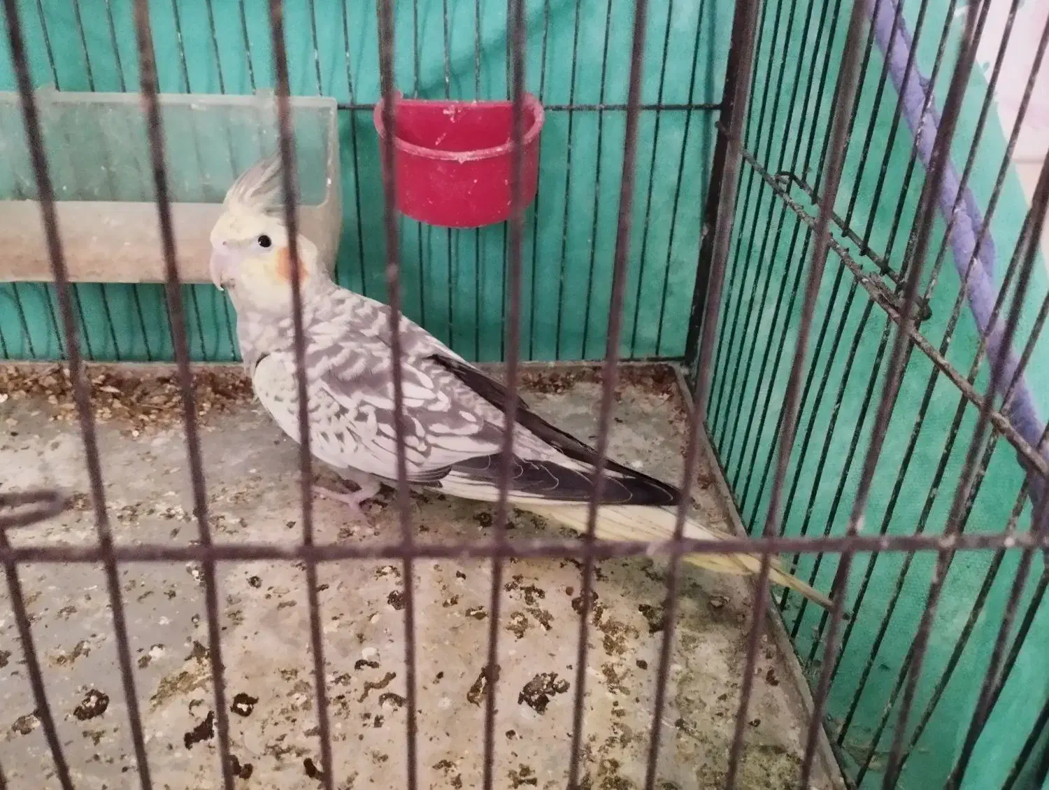 دو عدد عروس هلندی|پرنده|مهاجران, |دیوار