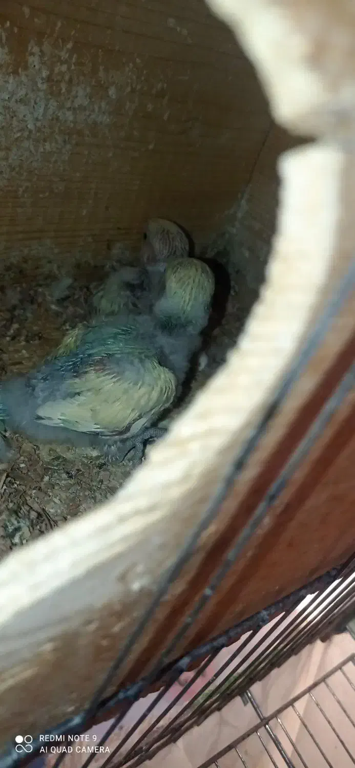 جوجه کوتوله برزیلی سرلاکی|پرنده|نی‌ریز, |دیوار