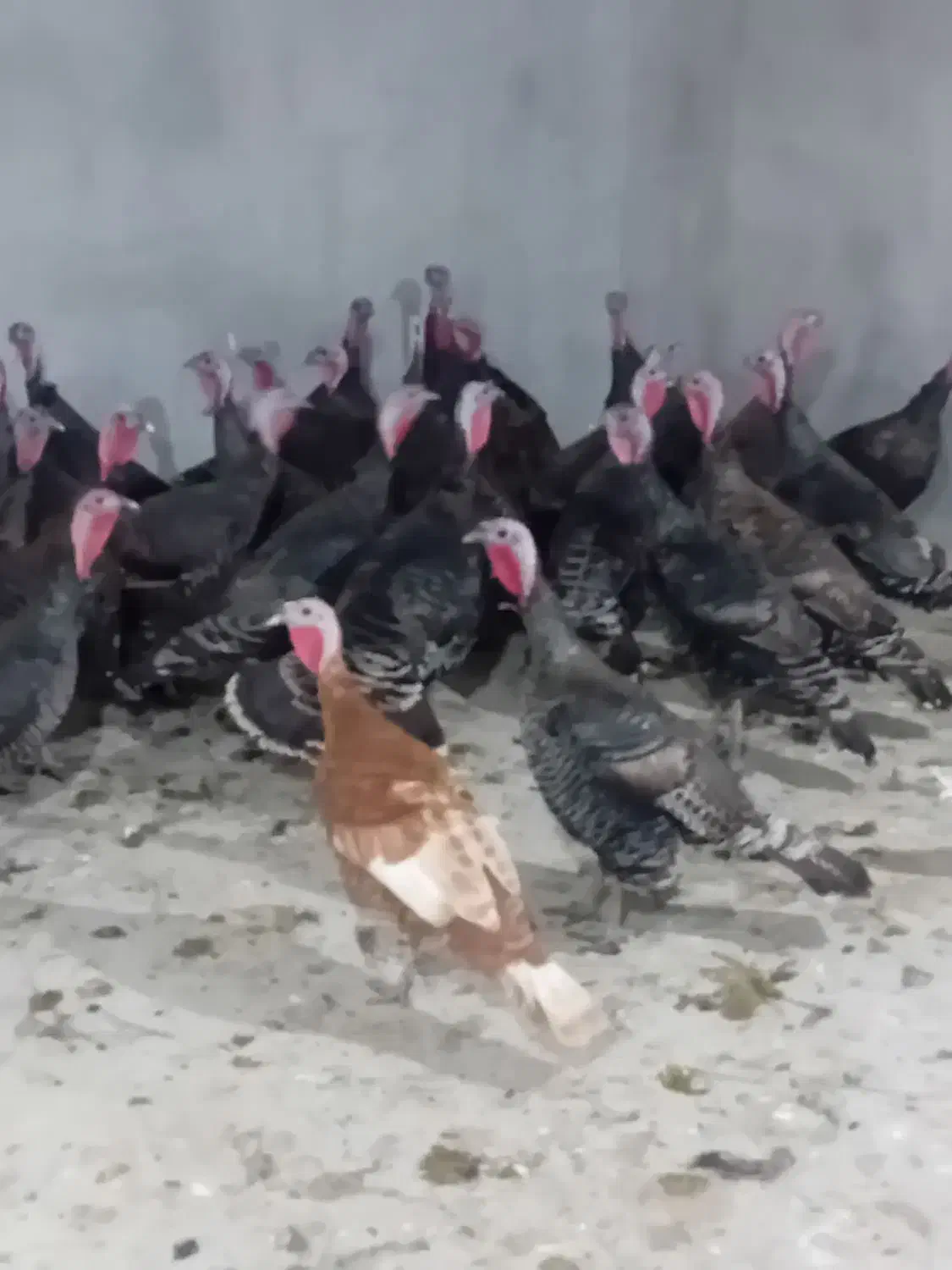 بوقلمون برنز طبیعی ماده|حیوانات مزرعه|پارس‌آباد, |دیوار