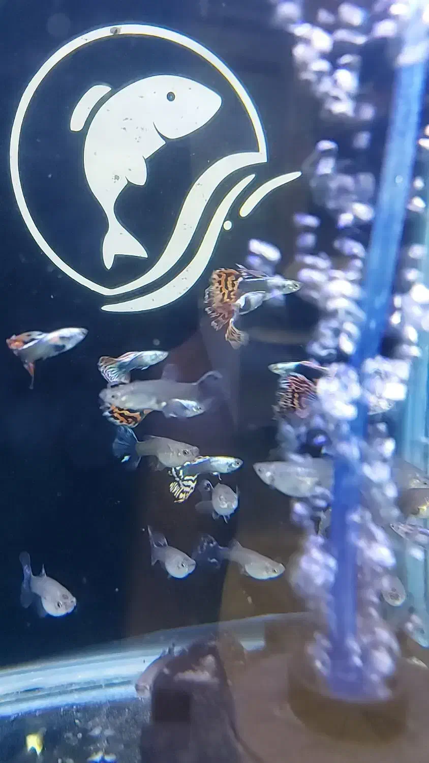 گوپی بیگ ایر درشت|ماهی|شهریار, شهرک وائین|دیوار