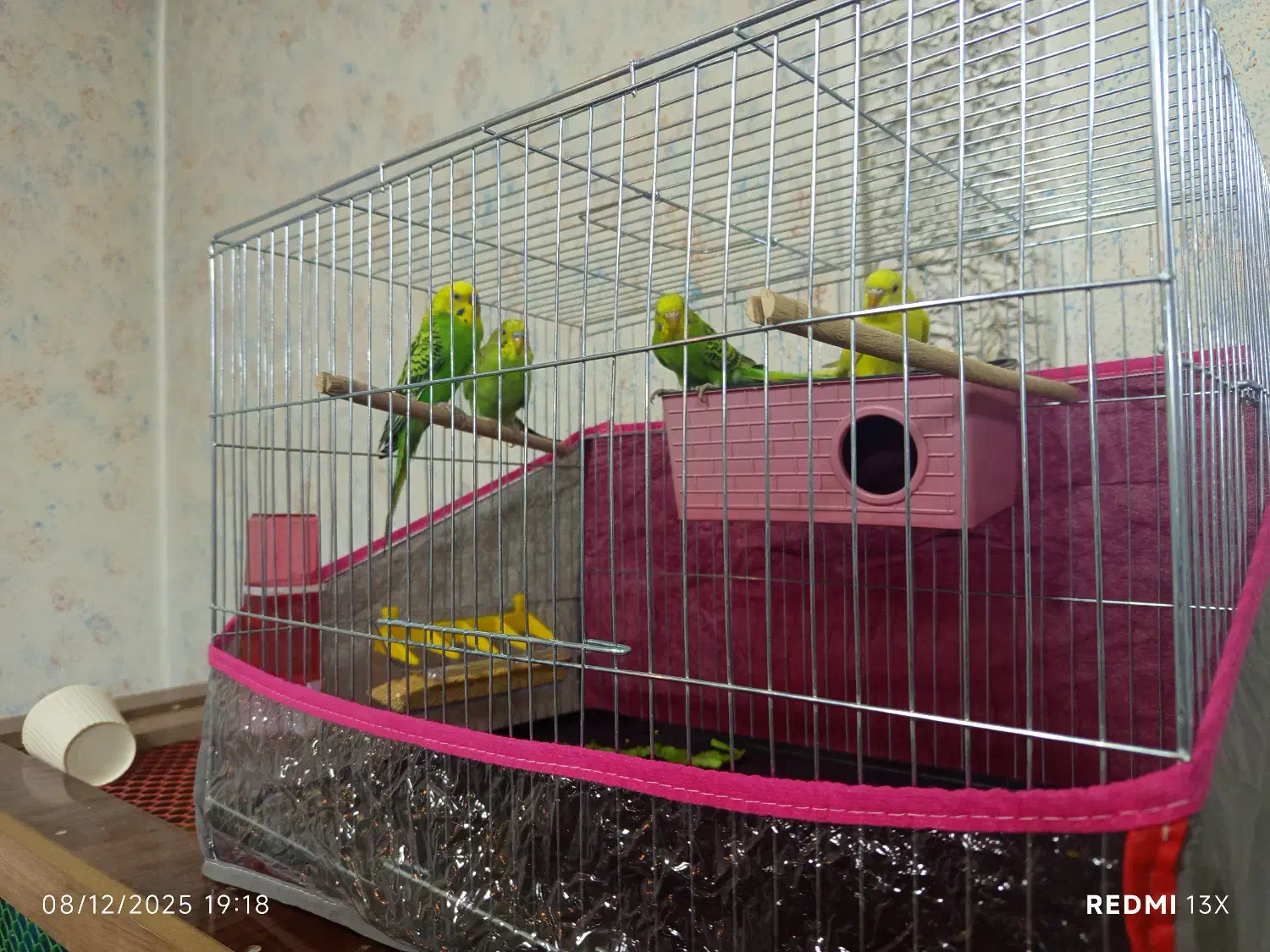 ۲عدد مرغ عشق نر و ماده با قفس|پرنده|چالدران, |دیوار