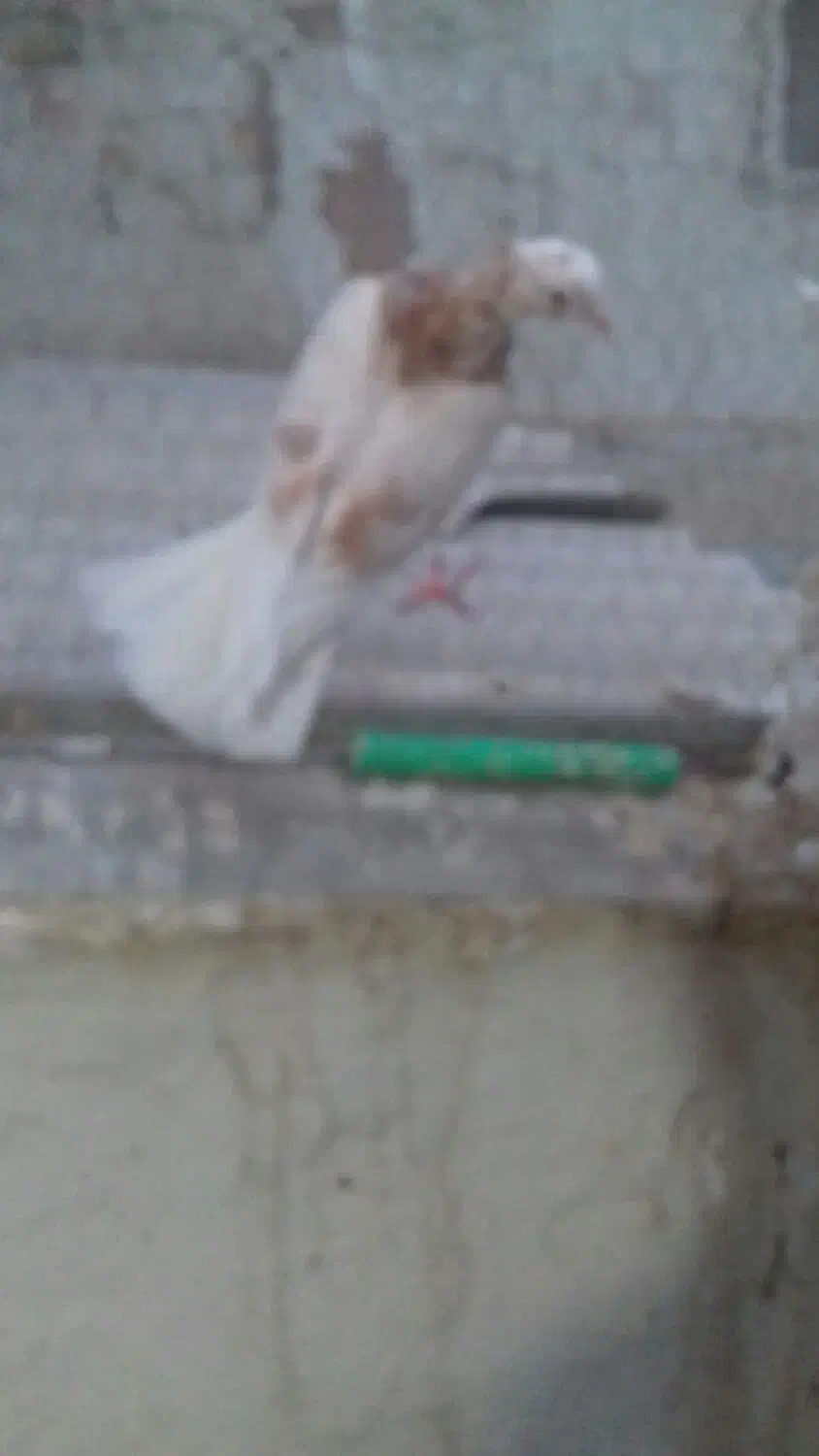 پرشی|پرنده|قم, چهار مردان|دیوار