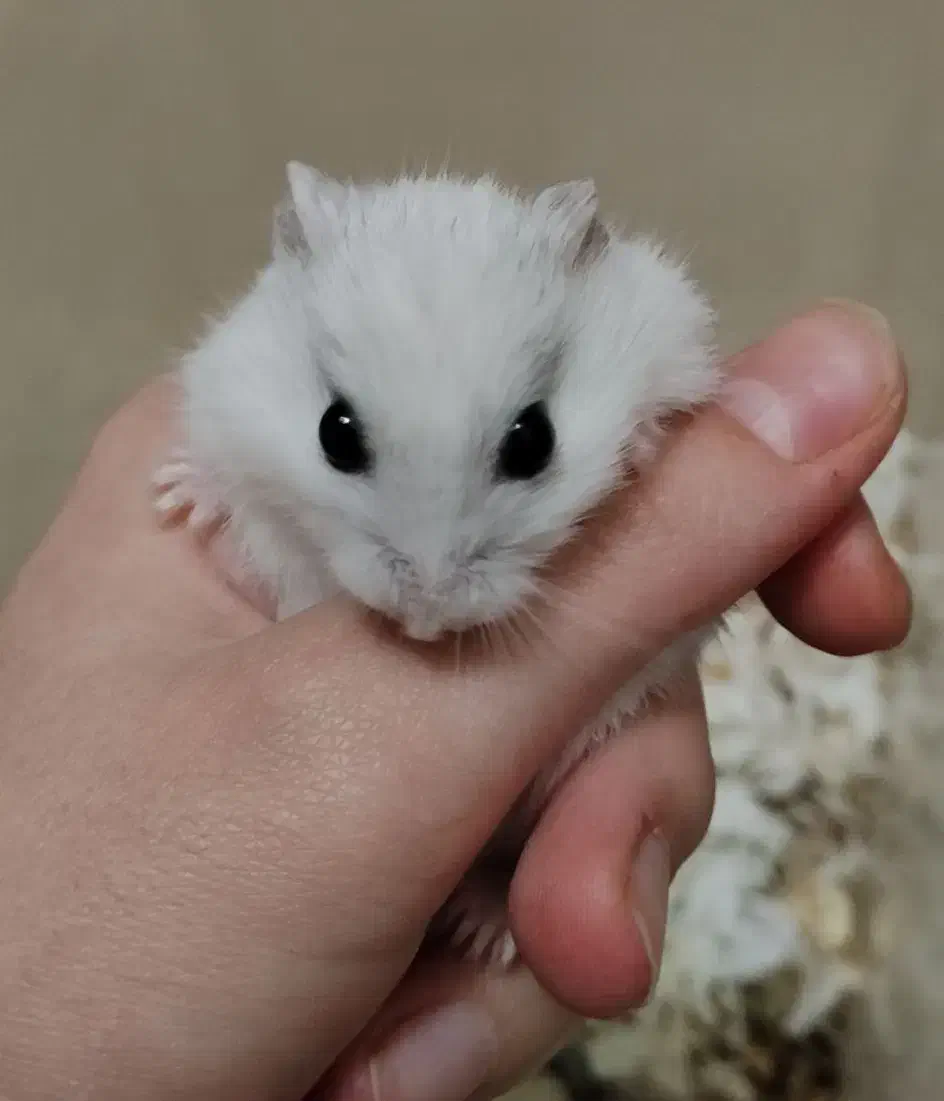 دو عدد همستر با وسایل|موش و خرگوش|تهران, نیروی هوایی (پیروزی)|دیوار