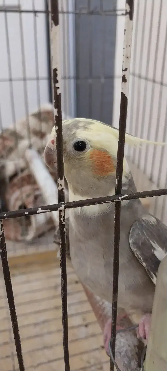 عروس هلندی|پرنده|گنبد کاووس, |دیوار