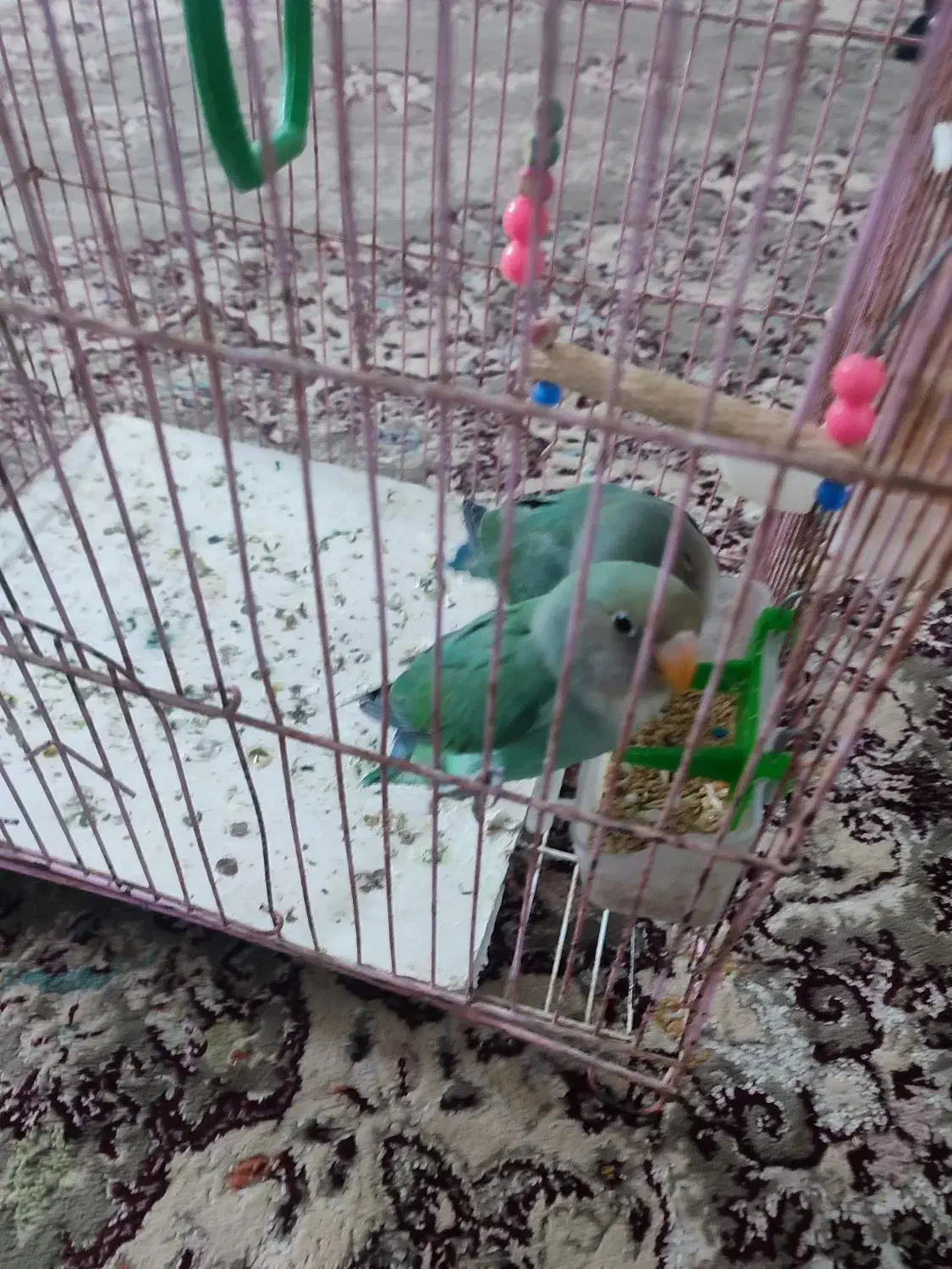 پرنده|پرنده|گرمسار, |دیوار