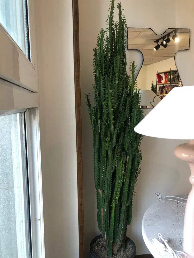 گل هدیه|گل و گیاه طبیعی|لواسان, |دیوار