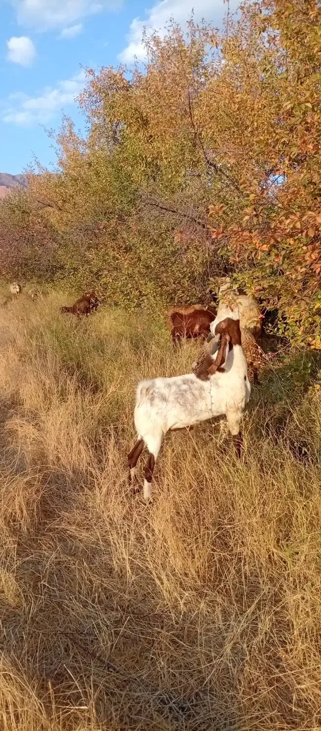 بز پاکستانی|حیوانات مزرعه|زند, |دیوار