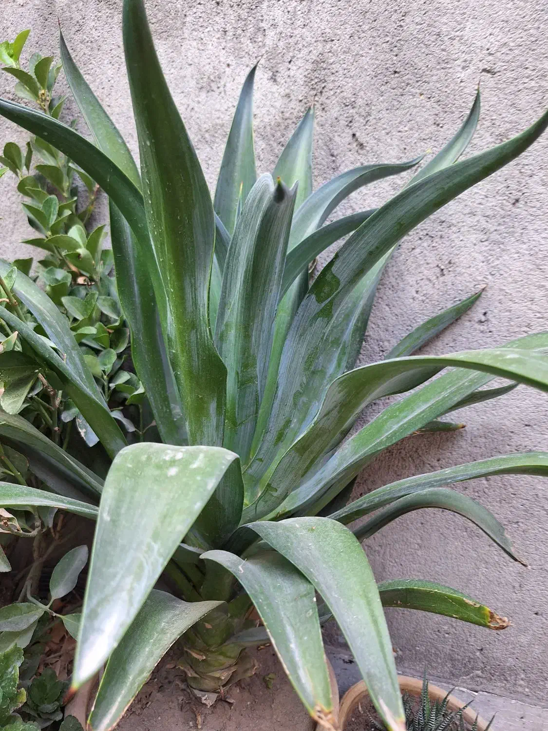 فروش گل آناناسی با گلدان|گل و گیاه طبیعی|بناب, |دیوار