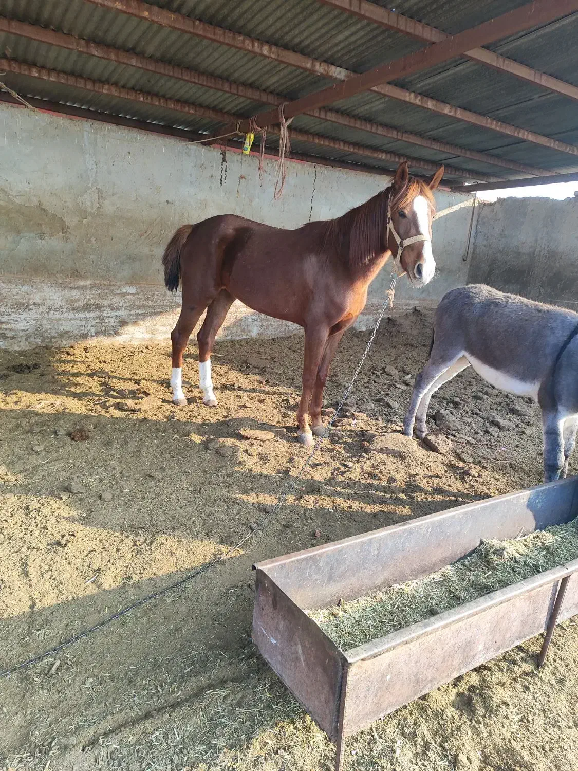 اسب کرد دورگه باعرب|اسب و تجهیزات اسب‌سواری|خسروشاه, |دیوار