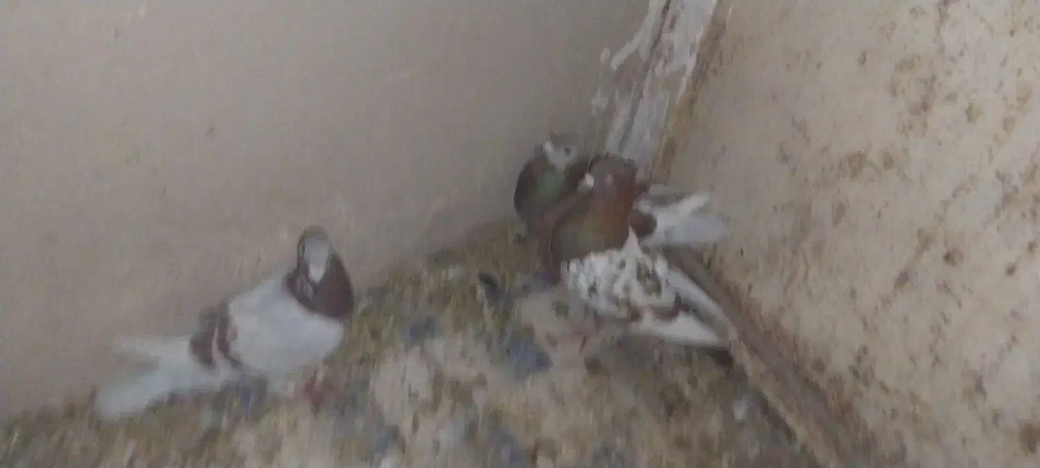 پلاکی|پرنده|شیراز, تلخ داش|دیوار