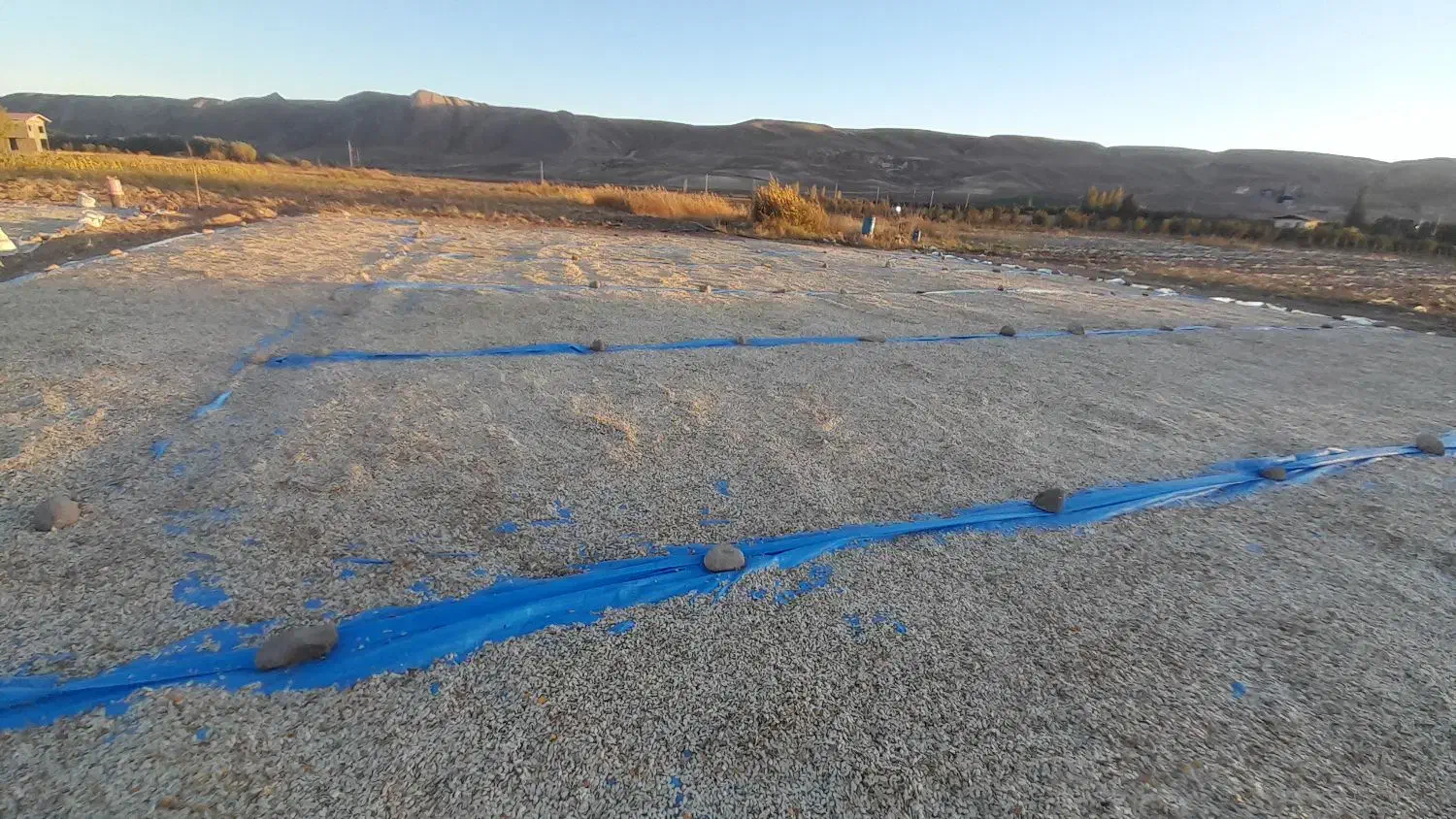 کدوآجیلی امساله درجه یک توپور حدود۱۵تن|عمده‌فروشی|هشترود, |دیوار