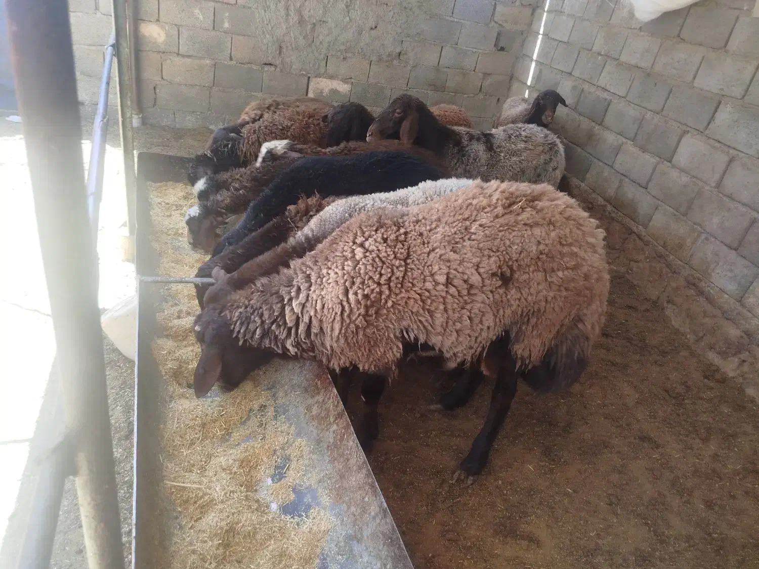 گوسفند چند قلو زا|حیوانات مزرعه|باشتین, |دیوار