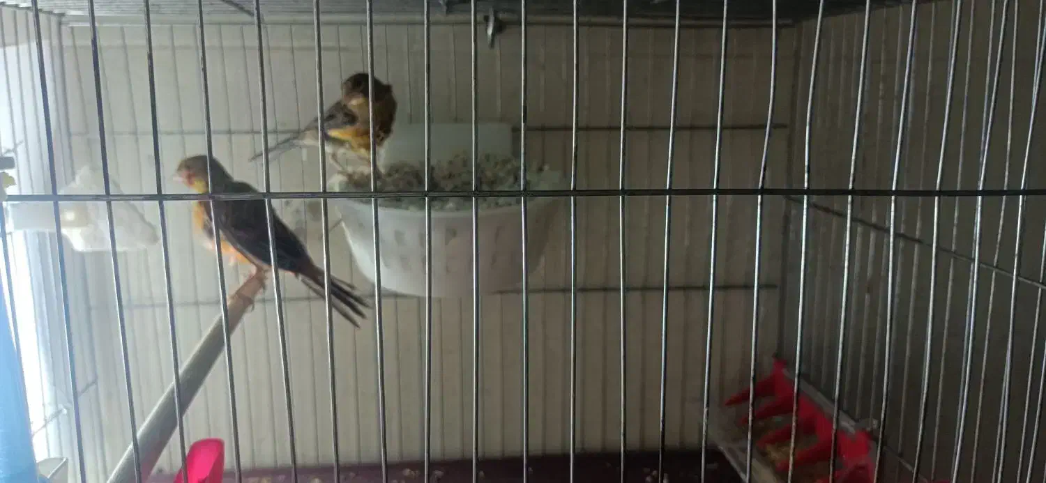 جفت قناری سوخته|پرنده|کرمان, |دیوار