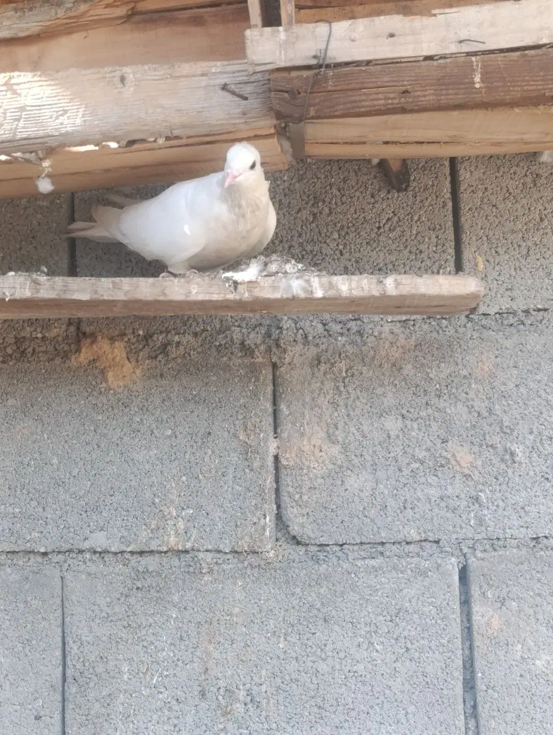 کبوتر انواع|پرنده|جم, |دیوار