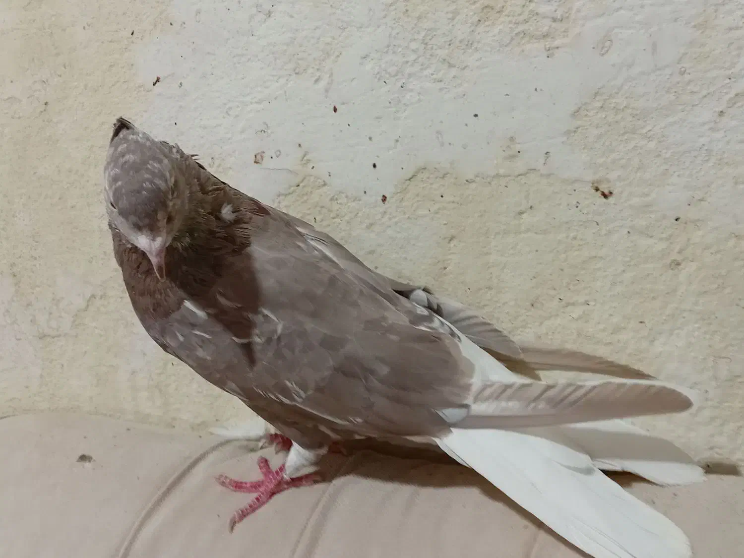 کبوتر|پرنده|کرمانشاه, |دیوار