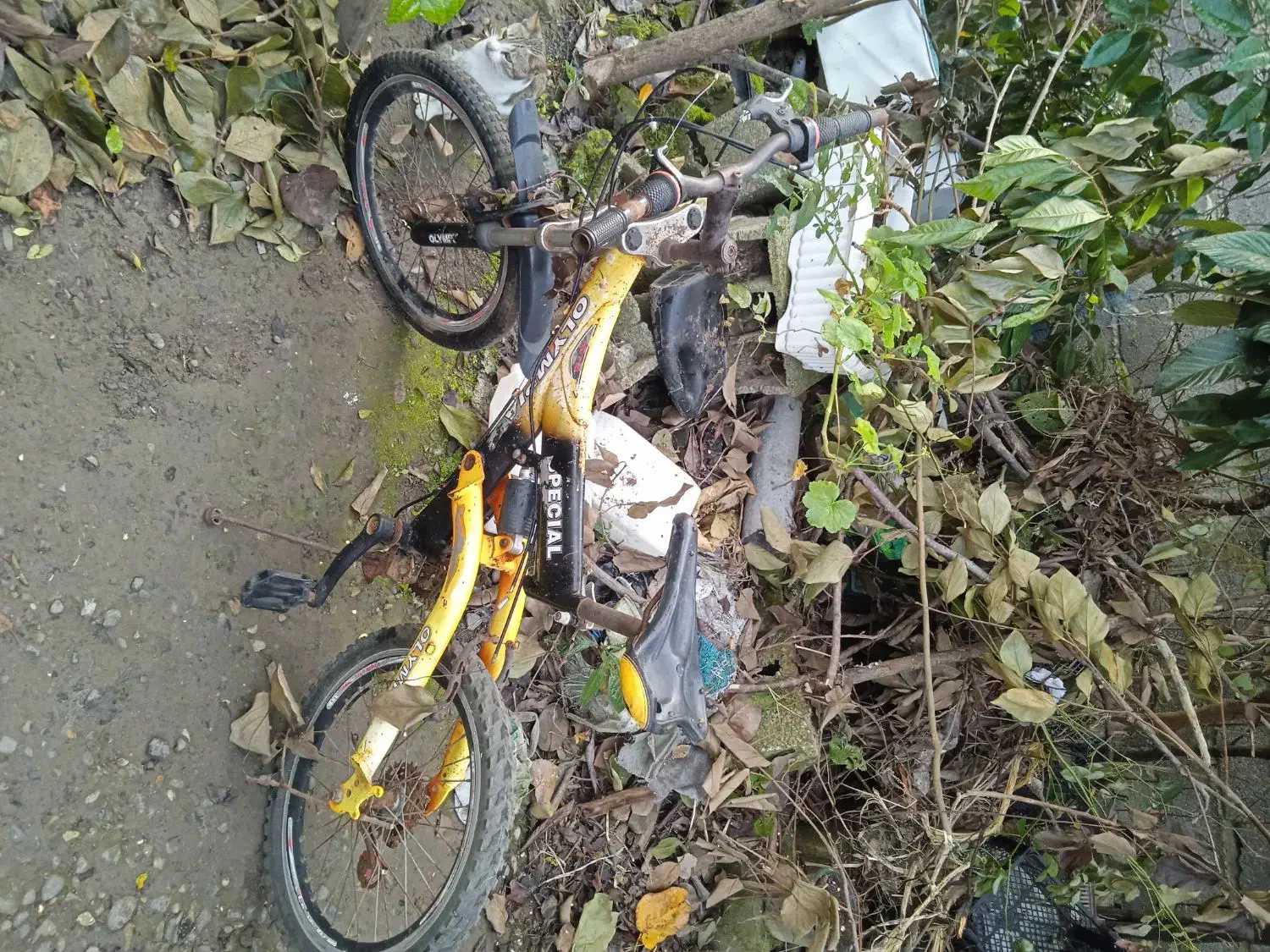 دوچرخه دست دوم|دوچرخه، اسکیت، اسکوتر|آستانه اشرفیه, |دیوار